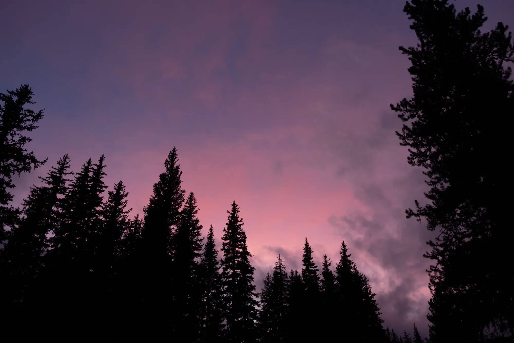 Pink and purple sky, silhouetted evergreen trees.